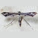 Lantanophaga pusillidactylus